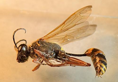 Sceliphron curvatum